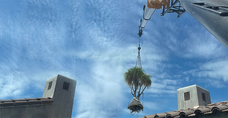 Tree Lifting & Placement | Palm Springs, Rancho Mirage, Palm Desert, Indio 