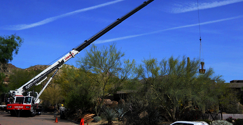 Desert Crane's Tree Setting